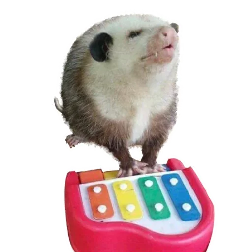 Opossum Coming emoji 😗