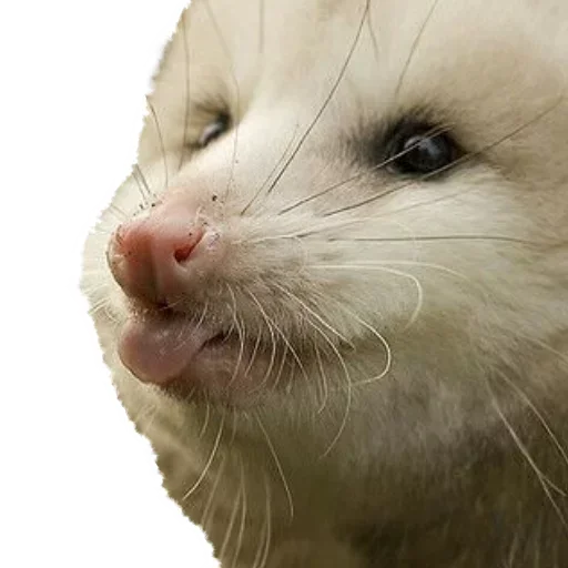 Стікер Telegram «Opossum Coming» 😊