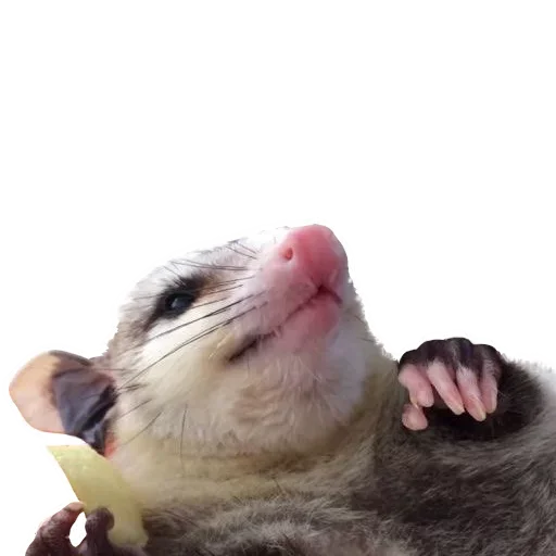 Стікер Telegram «Opossum Coming» 🤩