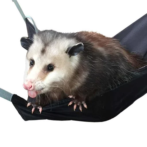 Opossum Coming stiker 😜