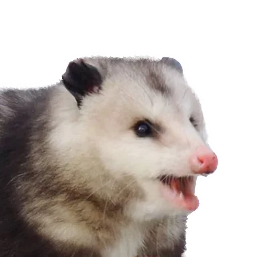 Opossum Coming stiker 😝