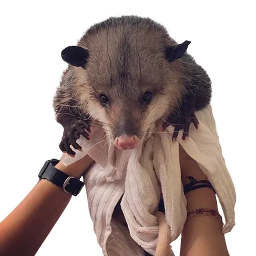 Стикер Telegram «Opossum Coming» 😇