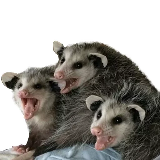 Telegram Sticker «Opossum Coming» 😝