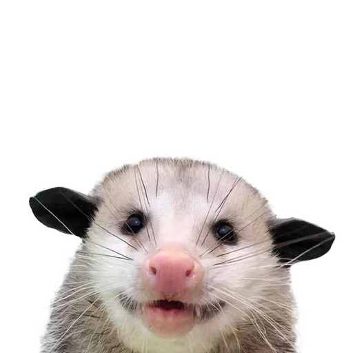 Стікер Opossum Coming 😝