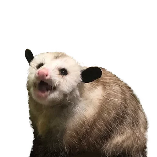 Opossum Coming stiker 🙁