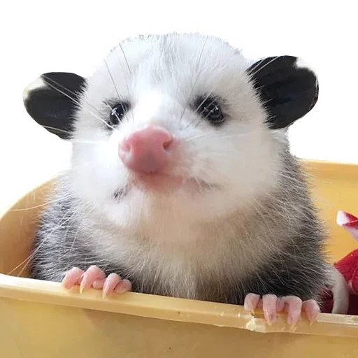 Opossum Coming sticker 🤩