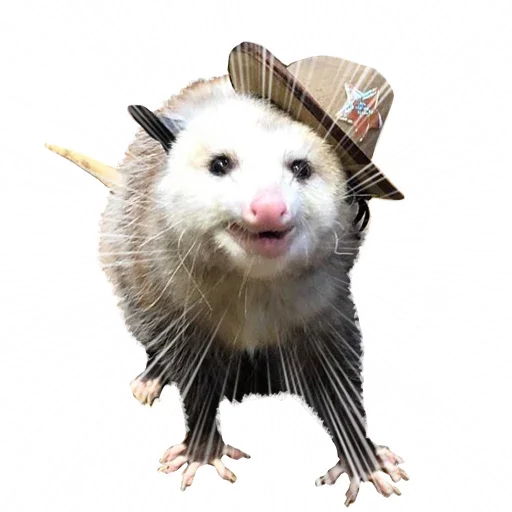 Telegram stiker «Opossum Coming» 😎