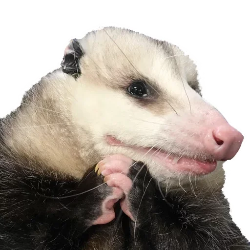 Opossum Coming emoji 🥺