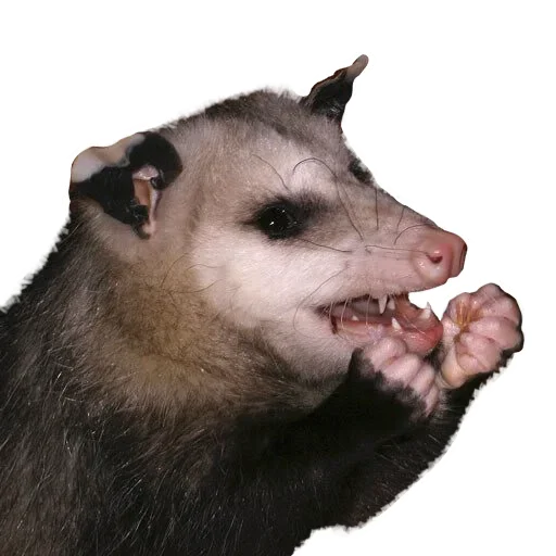 Opossum Coming stiker 🤩