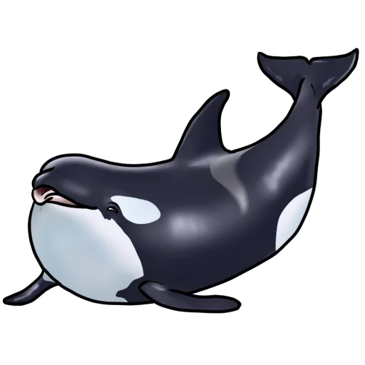 Orcas stiker 😜