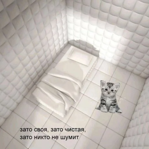 Telegram stiker «Cats memes» 🫨