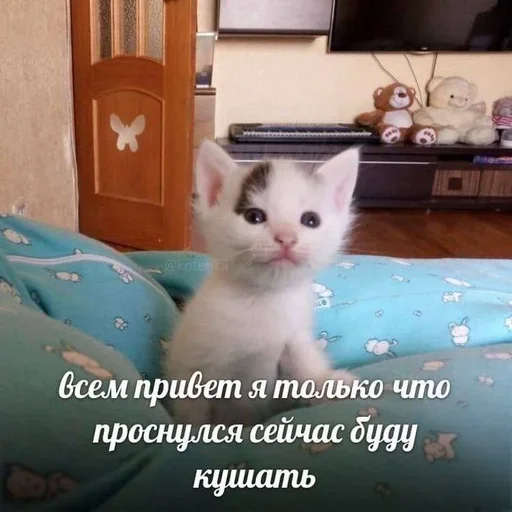 Стікер Telegram «Cats memes» 🙂