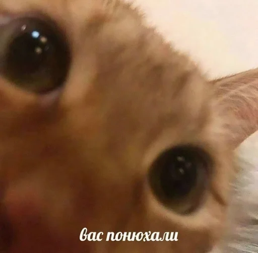 Telegram stiker «Cats memes» 🌿