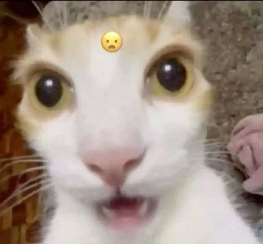 Стікер Telegram «Cats memes» 🌿