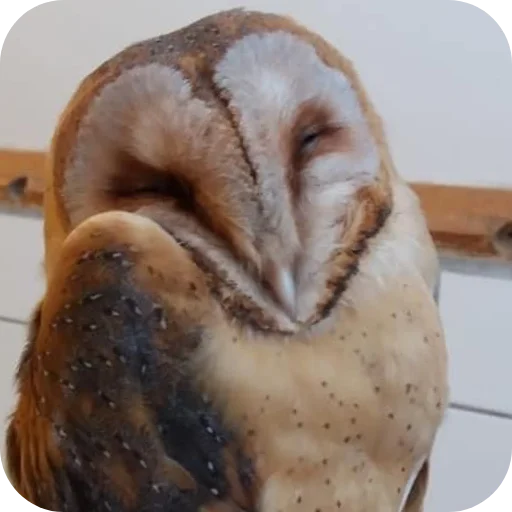 Owls stiker 🦉