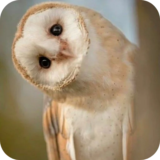 Owls sticker 🦉