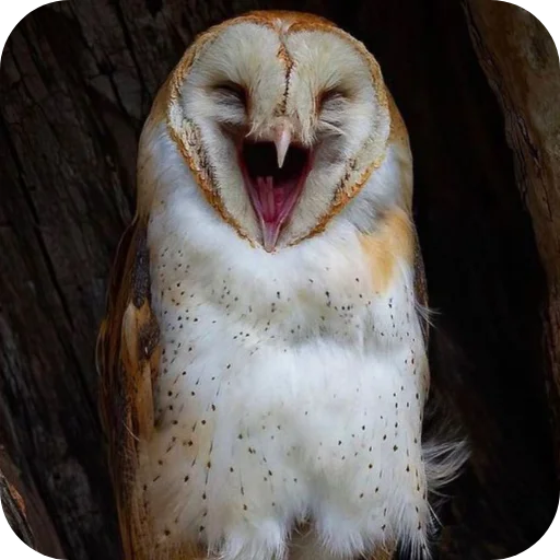 Owls stiker 🦉