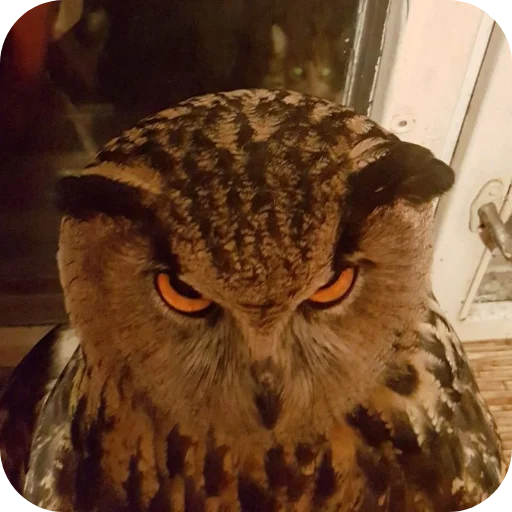 Owls sticker 🦉