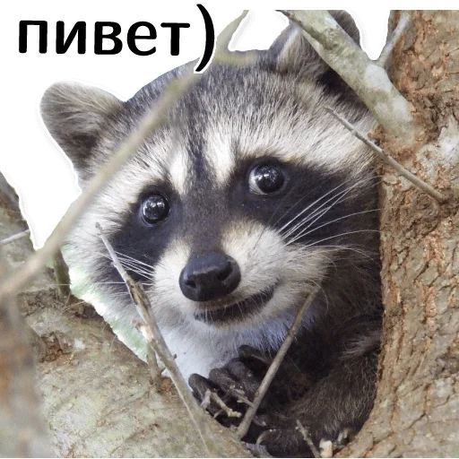offensive_raccoons sticker 👋