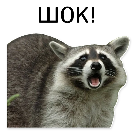 offensive_raccoons sticker 😱