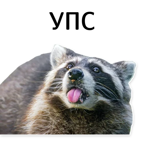 Стікер offensive_raccoons 🙃