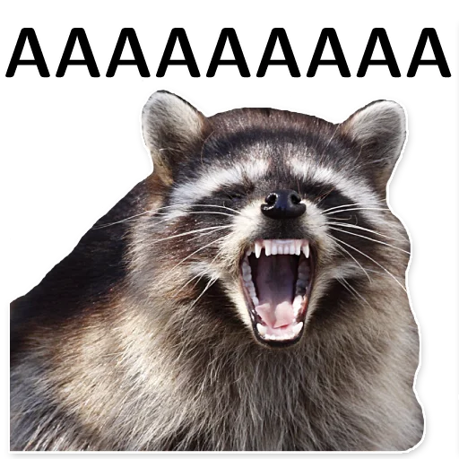 Стікер offensive_raccoons 🤬