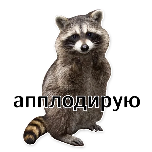 Telegram Sticker «offensive_raccoons» 🙏