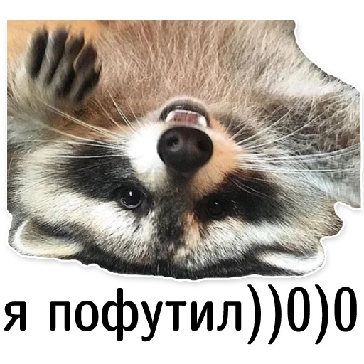 offensive_raccoons sticker 🤭