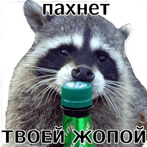 offensive_raccoons sticker 🍾
