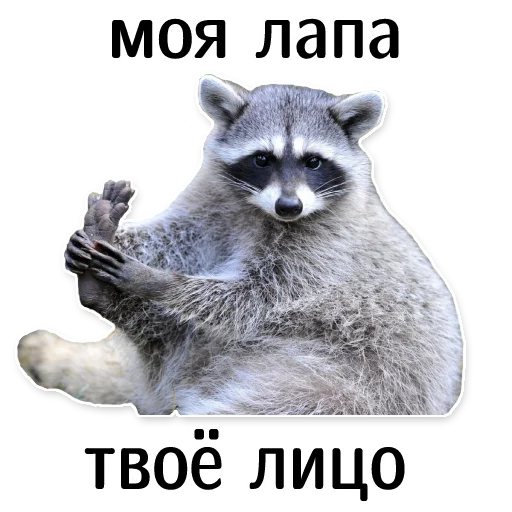 Telegram Sticker «offensive_raccoons» 🦵