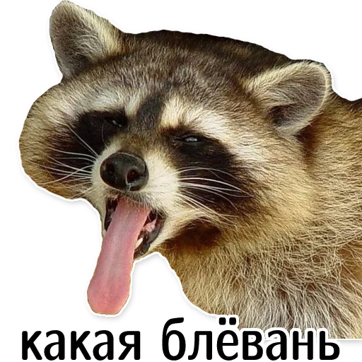 Telegram Sticker «offensive_raccoons» 🤮