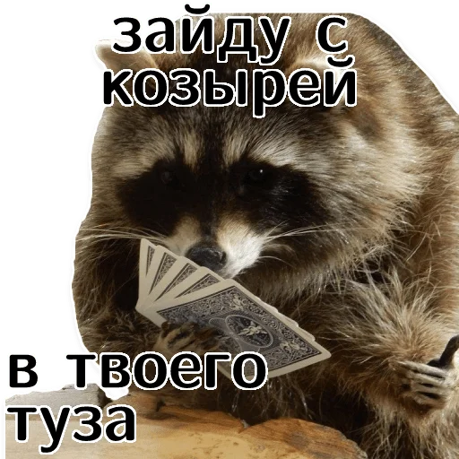 offensive_raccoons sticker 🃏