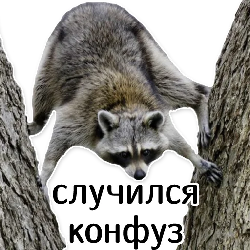 Эмодзи offensive_raccoons 😬
