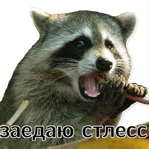offensive_raccoons sticker 😬