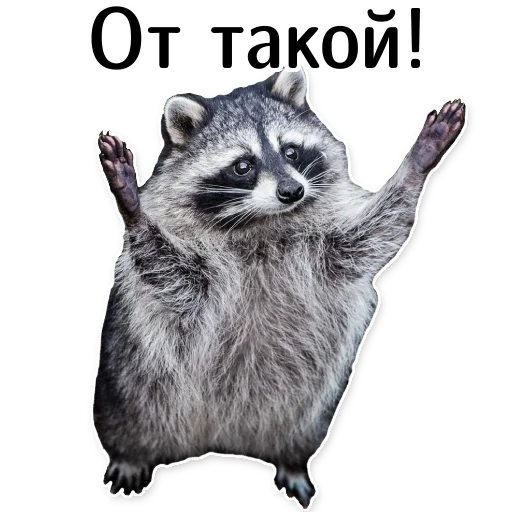 offensive_raccoons sticker 🤏