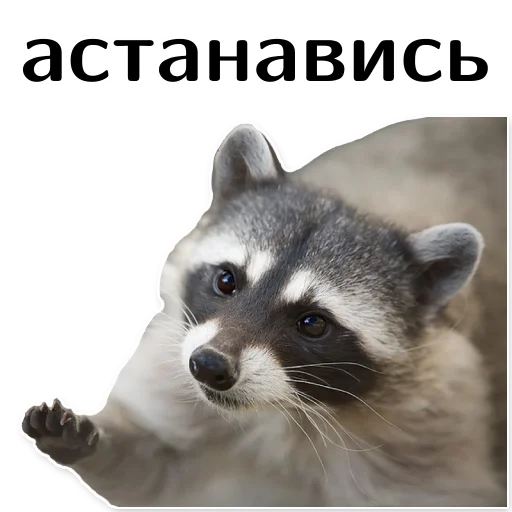 offensive_raccoons stiker ⛔️