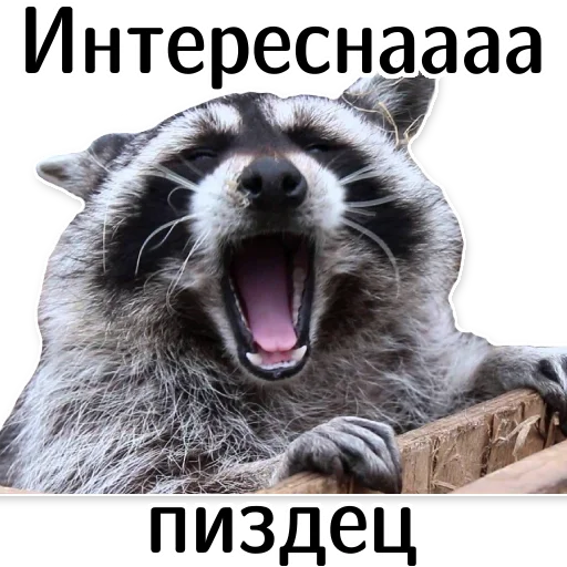 offensive_raccoons sticker 🥱