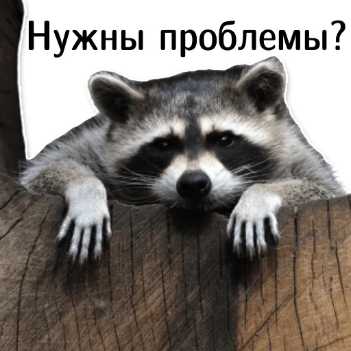 Эмодзи offensive_raccoons 👊