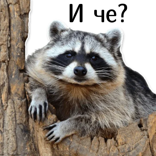 Эмодзи offensive_raccoons 🤨