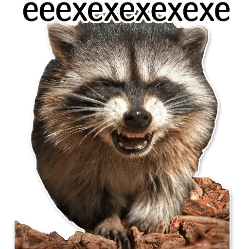 Стікер offensive_raccoons 😆