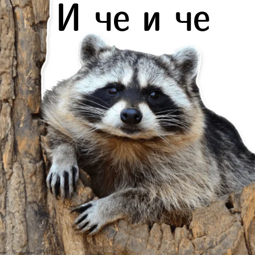 offensive_raccoons stiker 🤔