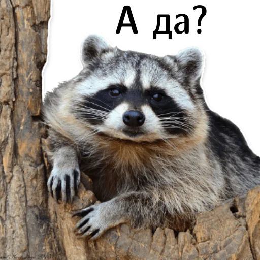 offensive_raccoons sticker 🤨