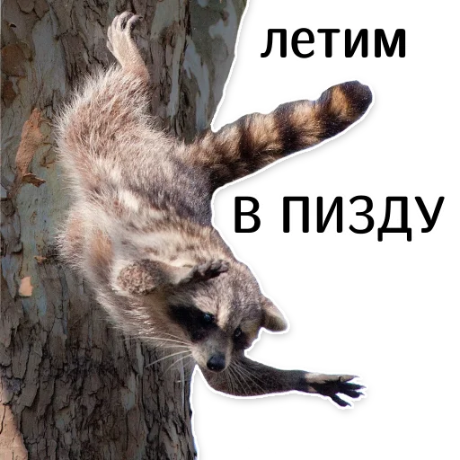 Telegram Sticker «offensive_raccoons» 🤯