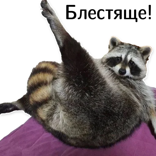 offensive_raccoons sticker 👏