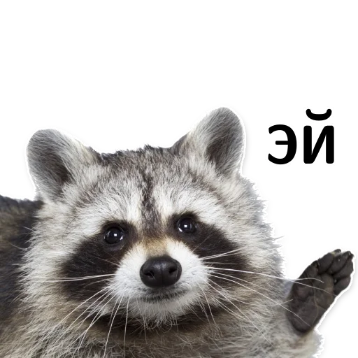 Telegram Sticker «offensive_raccoons» ☹️