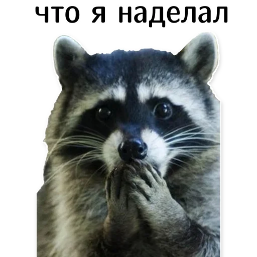 offensive_raccoons sticker 😦