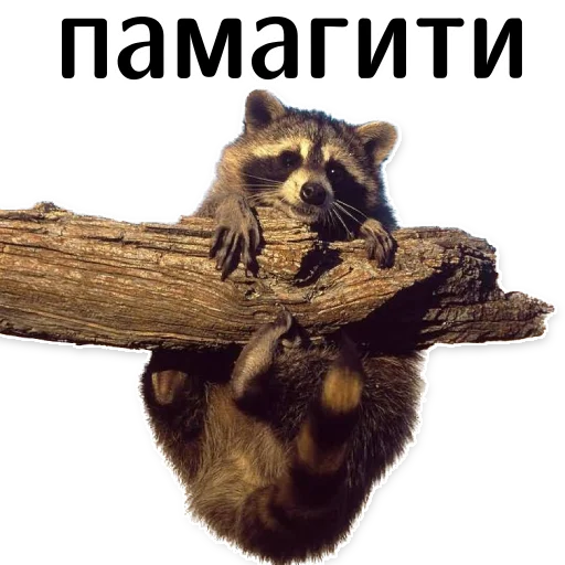 offensive_raccoons sticker 🥵