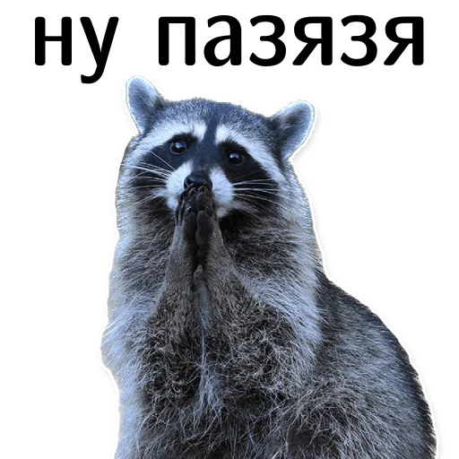 offensive_raccoons sticker 🙏
