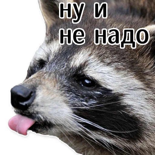 offensive_raccoons sticker ☹️