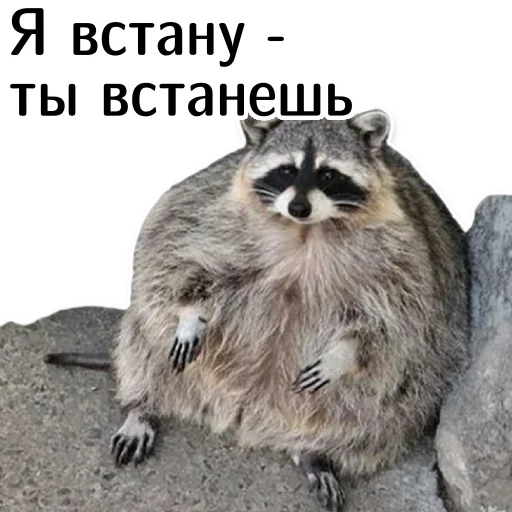 Telegram Sticker «offensive_raccoons» 👊